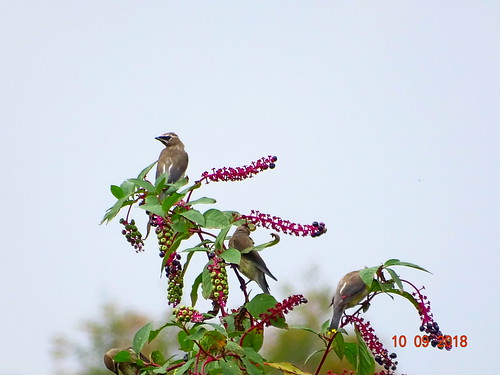 cedarwaxwing beltzvillestatepark carboncounty pa sonyhx400v