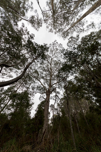 nichollsrivulet tasmania trees forest tree sigma 1224mm