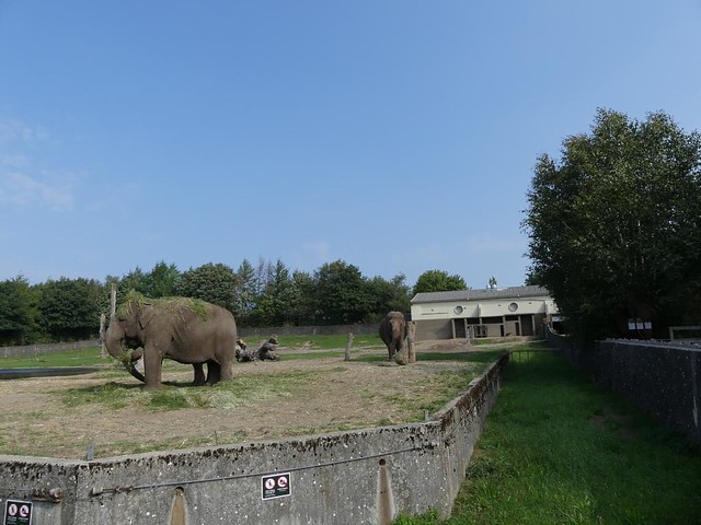 Elefantenanlage, Zoo Givskud