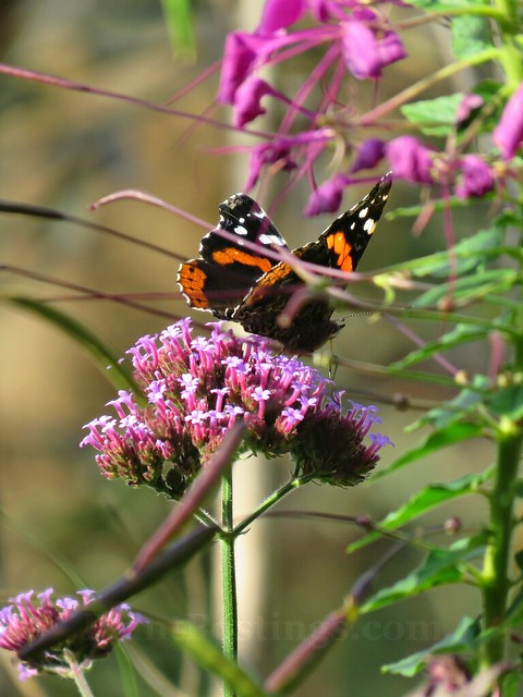 red admiral 4