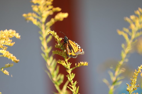 Female monarch