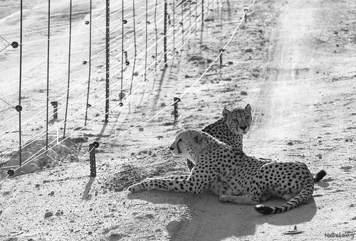 sunrise dawn brothers together wakeup cheetah cheetahs parque nacional kruger national park sudafrica southafrica reserva privada private reserve moditlo river lodge septiembre september guepardo guepardos blancoynegro blackandwhite bn bw