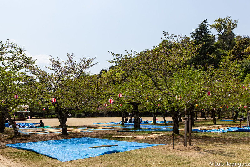 Parque de Dogo, preparado para el hanami