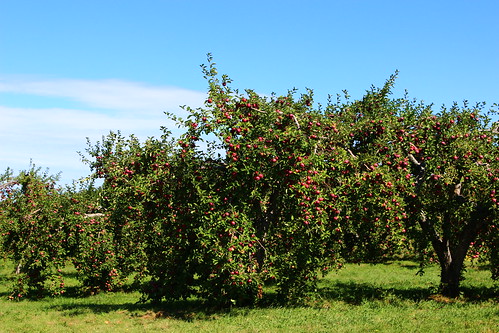 québec quebec qc canada montérégie monteregie apple pomme pommier orchard nature harvest licensed dreamstime shutter shutterstock