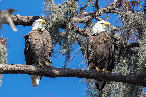 outdoor sky nature wildlife 7dm2 canon florida bird eagle pair