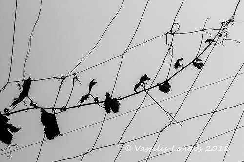 wire vine bw blackandwhite september pergola silhouette backlight outdoors climb