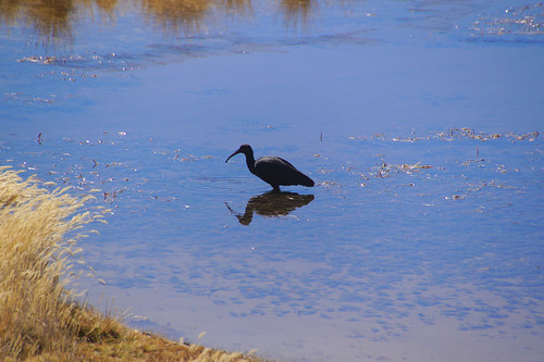 13-110 Puna-ibis