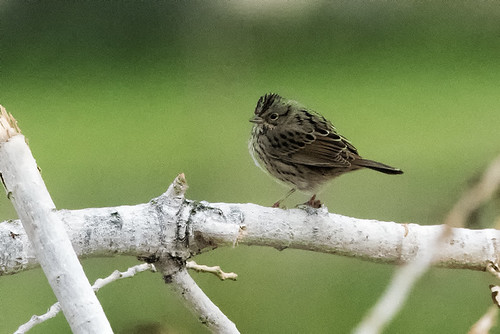 Antelope Valley, CA: Lincoln's Sparrow