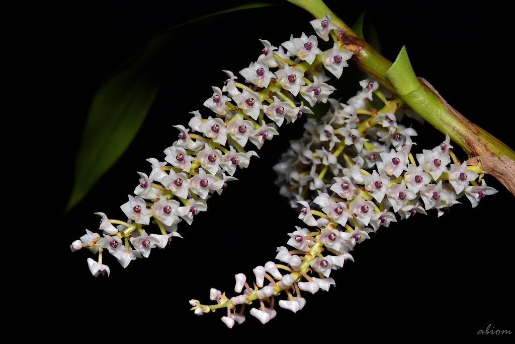 Pinalia floribunda