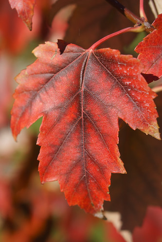 sunsetred klon leaves maple red
