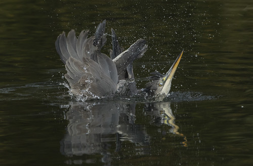 heron bath avian nature water lake splash brandonmarsh animal bird canon7dmarkii