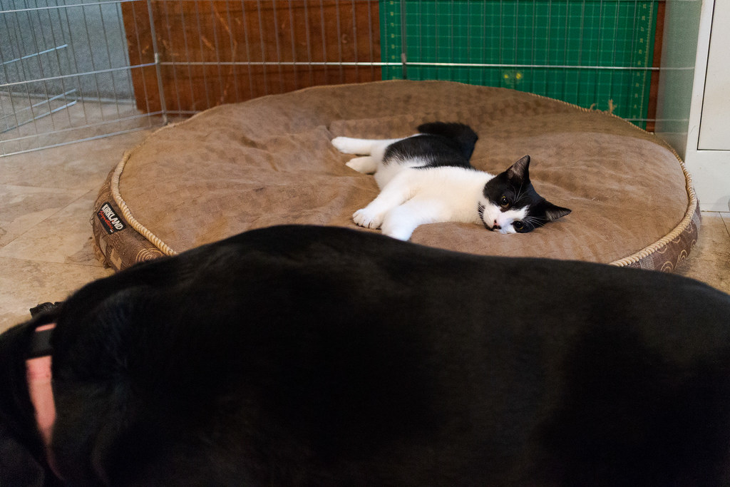 Our kitten Boo lies in our dog Ellie's bed while she lays down on the floor beside him