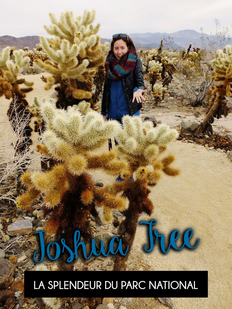Joshua Tree canva pour Pinterest