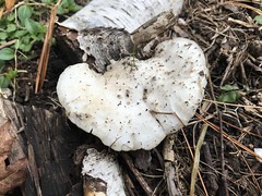 garden mushroom IMG_6406