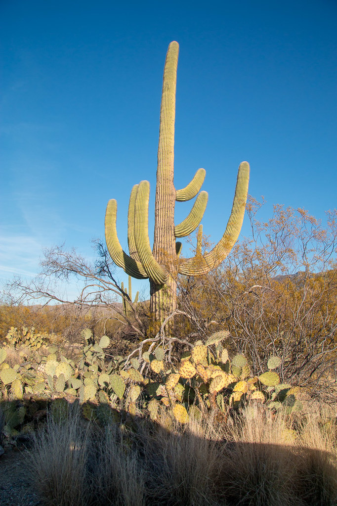 Views along Cactus Forest Drive