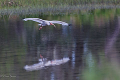 White Ibis Inbound