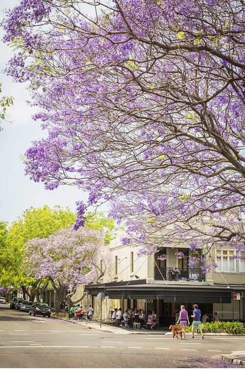 Jacarandas in Spring bloom, Sydney