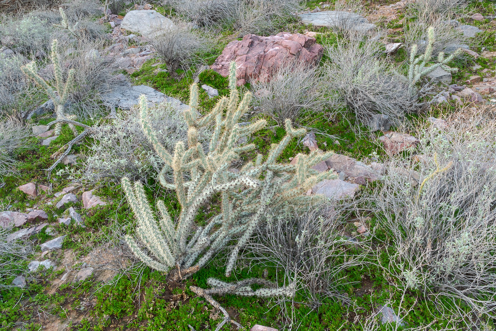 Buckhorn cholla grows along the Bell Pass Trail where the desert floor is covered in green plants