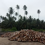 Coconut Harvest in Ogotua