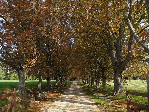 autumn autunno automne viale avenue arbres alberi trees provence provenza paradou francia france landscape paesaggio