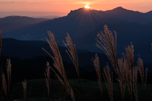 japan 奈良県 曽爾村 曽爾高原 高原 field ススキ 夕景 sunset