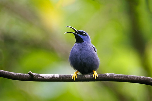 tt trinidadandtobago bird plant caribbean nature purplehoneycreeper d70028300 sing tropicalrainforest forest