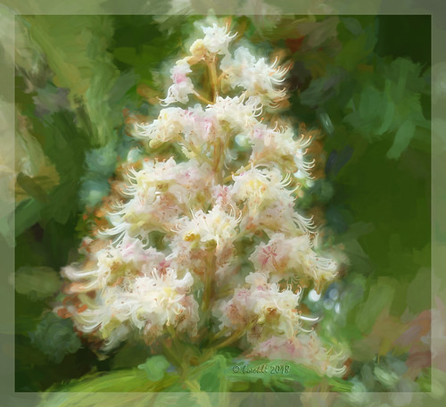 flowers hobart tasmania australia flower flora fleur tree baum kastanie chestnut textures texturen texture textur topaz topazimpression2 photoborder outdoor blumen blume blüten blossom bloom blossoms blooms