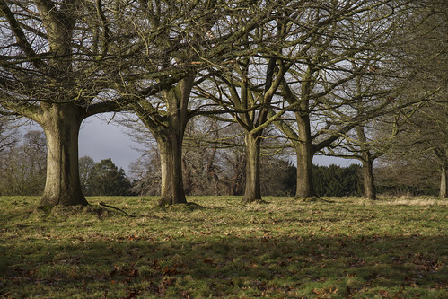 crowsleypark berkshire winter outdoors countryside rural nature tree branch landscape