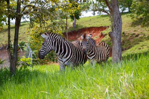 antioquia colombia co haciendanápoles zoo animals zebra