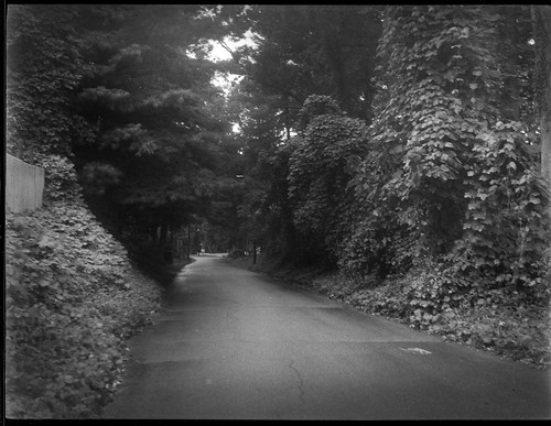 kudzu landscape craggyavenue westasheville northcarolina zenobia rolleirxp400 kodaktmaxdeveloper 6x45 120 120film film mediumformat monochrome monochromatic blackandwhite dusk