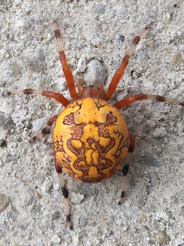 Marbled Orb-Weaver Photo