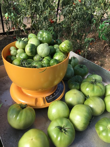 Groene tomaten