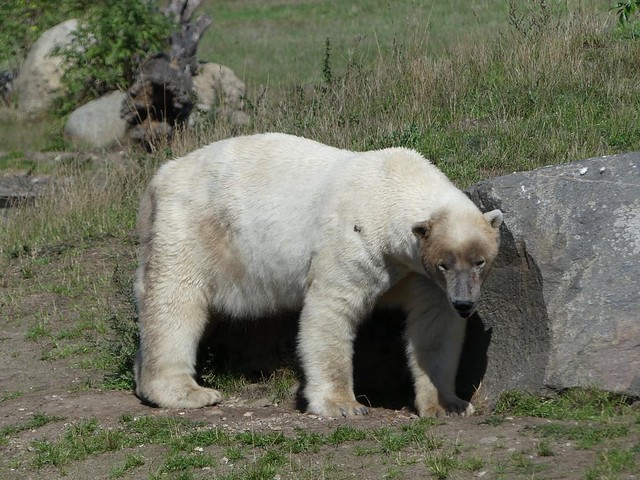 Eisbär, Skandinavisk Dyrepark Kolind