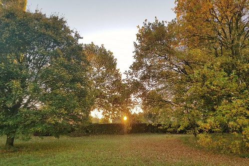 sunrise leaves autumn trees
