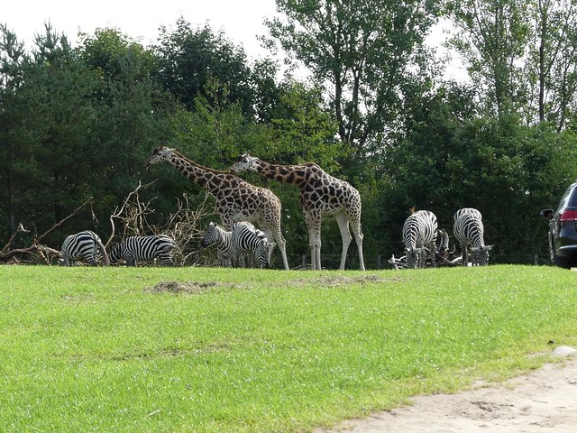 Afrikaanlage, Zoo Givskud