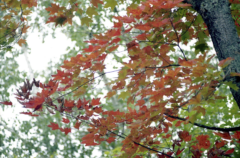 Red Leaves Getting Started