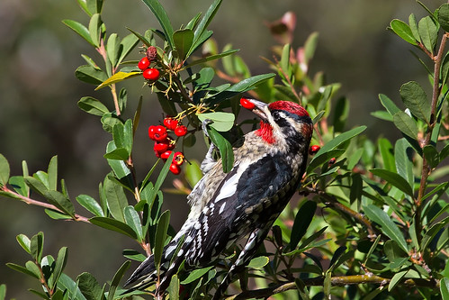 birds tucson arizona sapsuckers woodpeckers