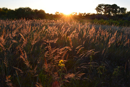 indiangrass tallgrass prairie maximiliansunflower sunset backlight chisholmcreekpark wichita kansas