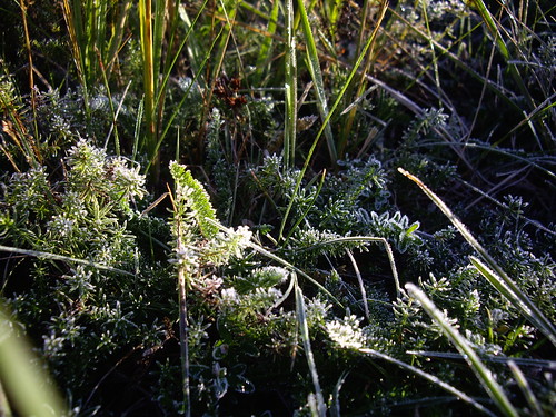 Frost-Blumen
