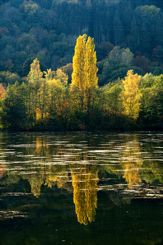lake tree water reflection sunset echternach luxemburg