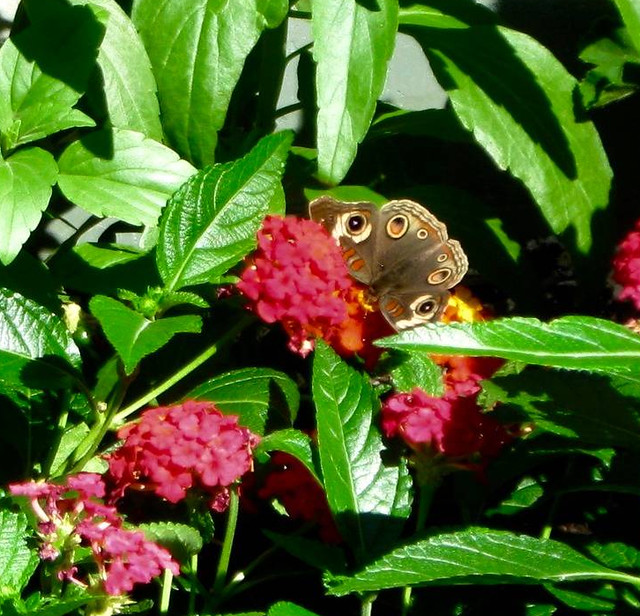 buckeye butterfly on lantana