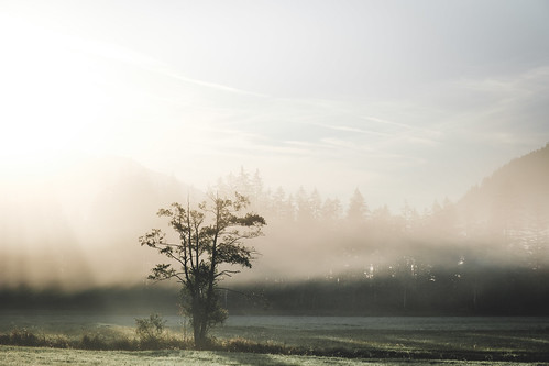 herkunft morning dedeutschland fischbachau sunrise tree europa mist bavaria fog bayern schliersee mood germany de