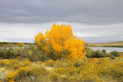 wyoming cody becklake becklakepark cottonwoodtree populussargentii town trees october afternoon rabbitbrush chrysothamnusviscidiflorus fall autumn yellow flowers bushes russianolives elaeagnusangustifolia cloudy storm goingtosnow fallcolor