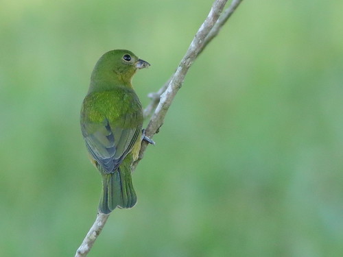 Painted Bunting 05-20181018