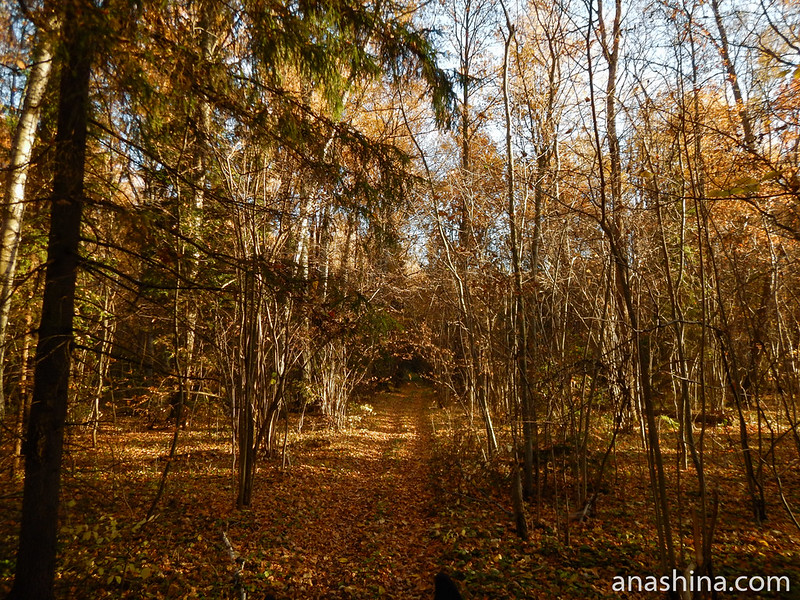 Прозрачный лес, Московская область