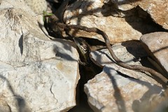 Catalonian Wall Lizard (Podarcis liolepis) juvenile peering out of its hole ... - Photo of Autignac