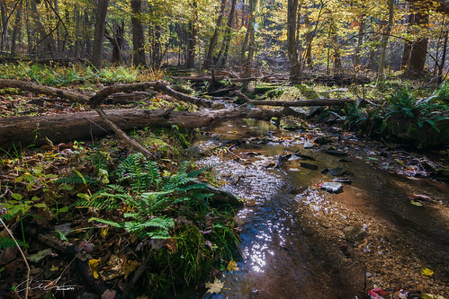 trees landscape brownsfarmtrail water maryland flowersplants fall catoctinmountainpark color sabillasville unitedstates us