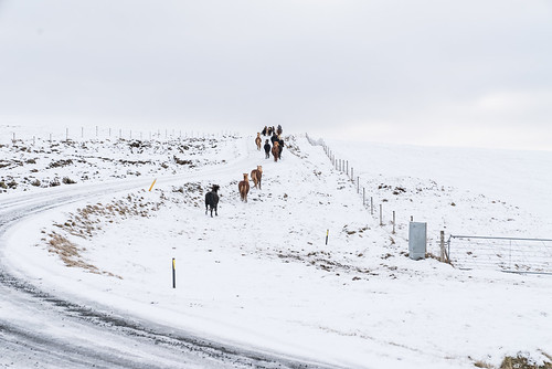 01112018 2018 holtaoglandsveit holtsmúli iceland icelandichorses landsveit meiritunga november november2018 rangárþingytra southiceland suðurland hestar horses rekstur