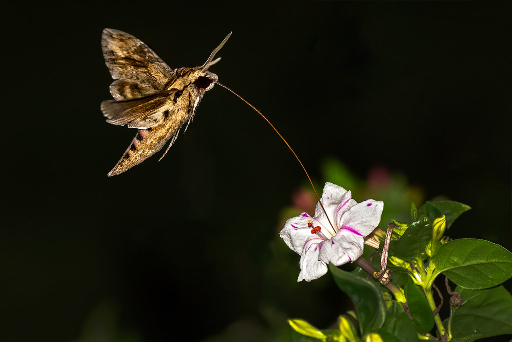 Convolvulus Hawk-Moth