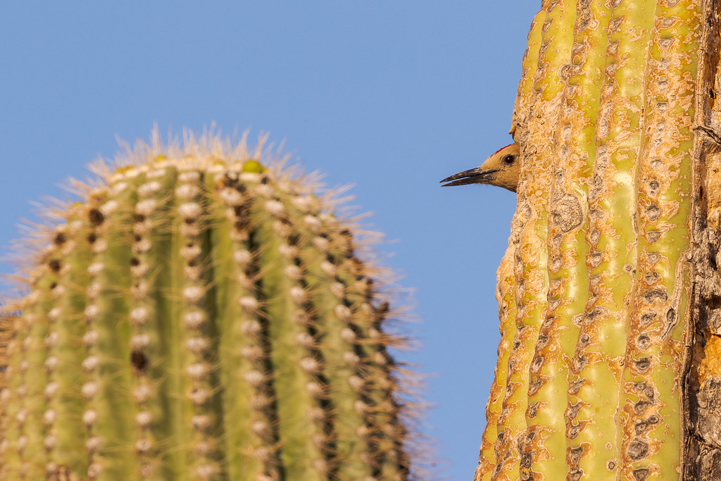 A side view of a Gila woodpecker peeking out of his nest in an old saguaro along the Jane Rau Trail in McDowell Sonoran Preserve in Scottsdale, Arizona